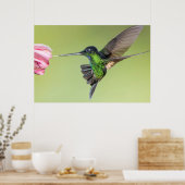 Inca Hummingbird in Flight Pose Poster (Küche)