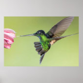Inca Hummingbird in Flight Pose Poster (Vorne)