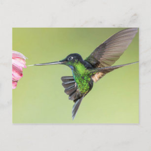 Inca Hummingbird in Flight Pose Postkarte