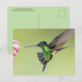 Inca Hummingbird in Flight Pose Postkarte (Vorne/Hinten)