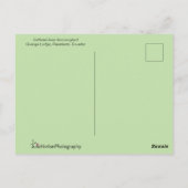 Inca Hummingbird in Flight Pose Postkarte (Rückseite)