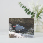 Inca Tern Postkarte (Stehend Vorderseite)