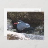 Inca Tern Postkarte (Vorne/Hinten)
