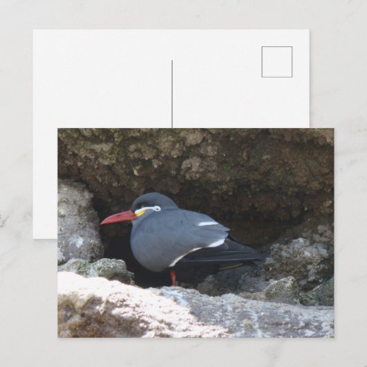 Inca Tern Postkarte (Vorne/Hinten)