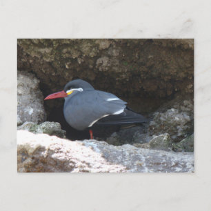 Inca Tern Postkarte