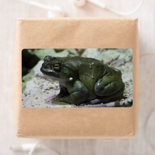 Incilius alvarius (Insitu)