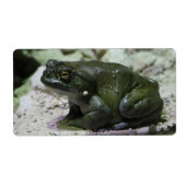 Incilius alvarius (Vorne)