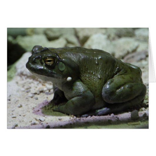 Incilius alvarius (Vorderseite (Horizontal))