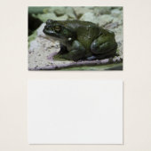 Incilius alvarius (Vorne & Hinten)