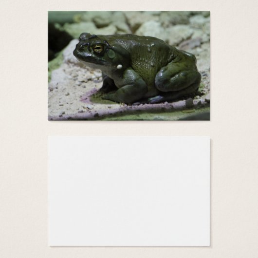 Incilius alvarius (Vorne & Hinten)