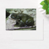 Incilius alvarius (Schreibtisch)