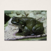 Incilius alvarius (Vorderseite)