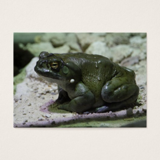 Incilius alvarius (Vorderseite)