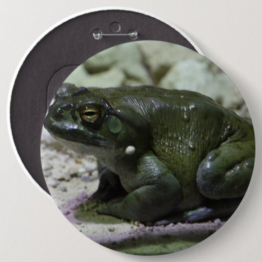 Incilius alvarius button (Vorne & Hinten)