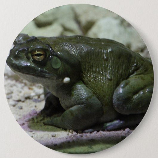 Incilius alvarius button (Vorderseite)