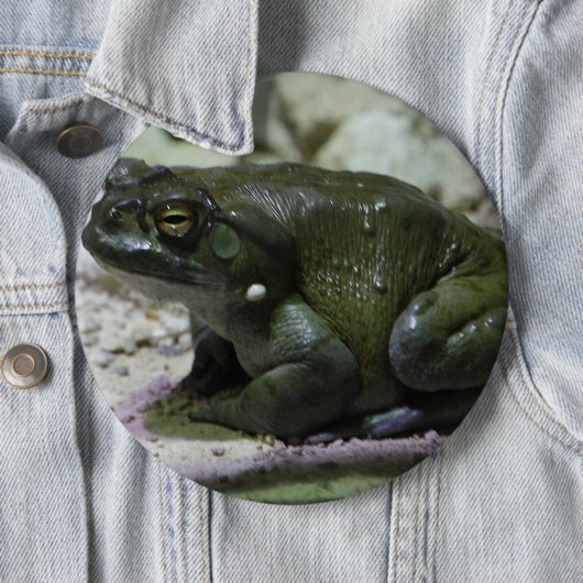 Incilius alvarius button (Beispiel)