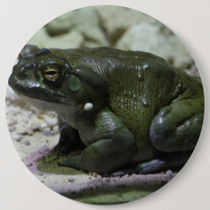 Incilius alvarius button