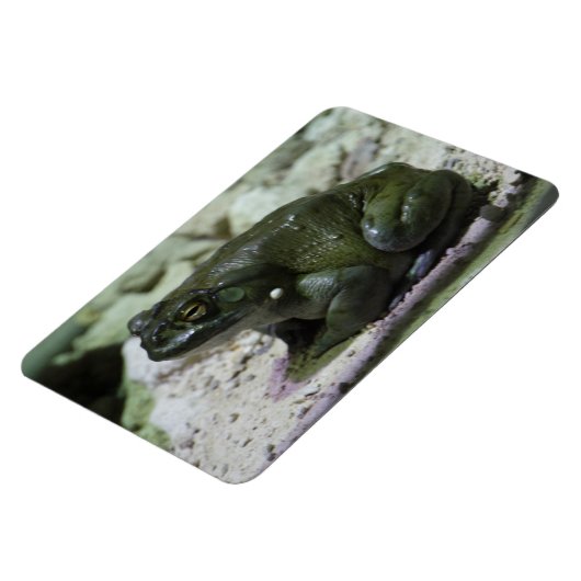 Incilius alvarius magnet (Linke Seite)