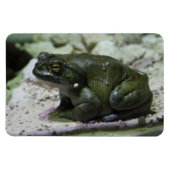 Incilius alvarius magnet (Horizontal)