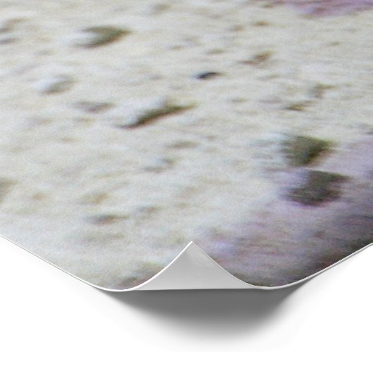 Incilius alvarius poster (Ecke)