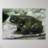 Incilius alvarius poster (Vorne)