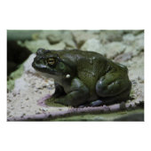 Incilius alvarius poster (Vorderseite)