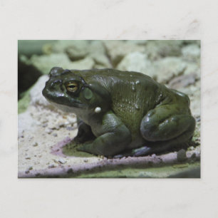 Incilius alvarius postkarte