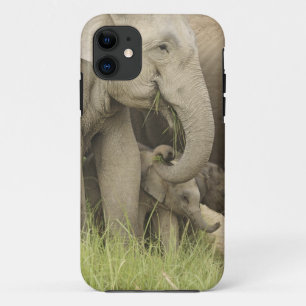 Indelefant / Asiatischer Elefant und Jungtier, Cor Case-Mate iPhone Hülle