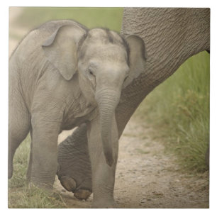 Indelefant / Asiatischer Elefant und Jungtier, Cor Fliese
