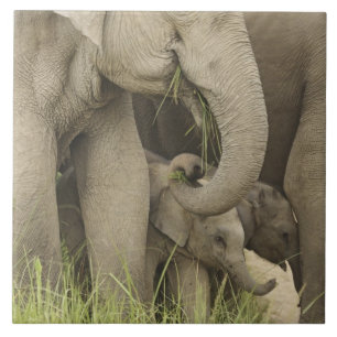 Indelefant / Asiatischer Elefant und Jungtier, Cor Fliese