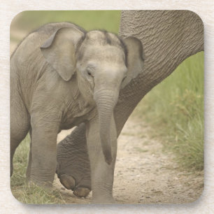 Indelefant / Asiatischer Elefant und Jungtier, Cor Getränkeuntersetzer