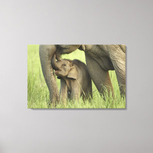 Indelefant / Asiatischer Elefant und Jungtier, Cor Leinwanddruck
