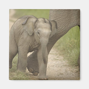 Indelefant / Asiatischer Elefant und Jungtier, Cor Magnet