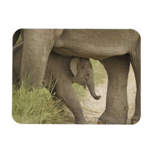 Indelefant / Asiatischer Elefant und Jungtier, Cor Magnet
