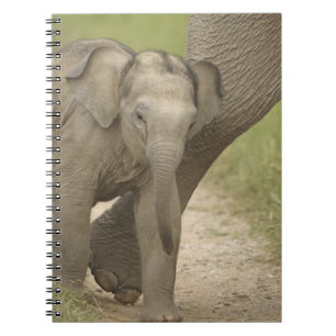 Indelefant / Asiatischer Elefant und Jungtier, Cor Notizblock
