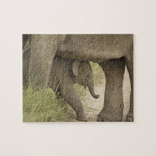 Indelefant / Asiatischer Elefant und Jungtier, Cor Puzzle