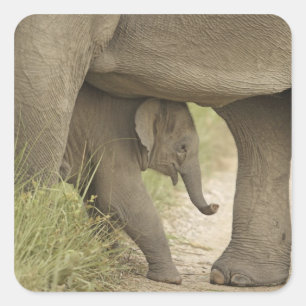 Indelefant / Asiatischer Elefant und Jungtier, Cor Quadratischer Aufkleber