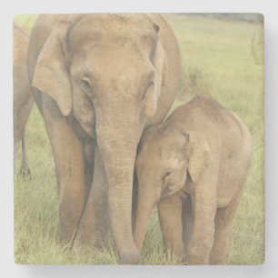 Indelefant / Asiatischer Elefant und Jungtier, Cor Steinuntersetzer