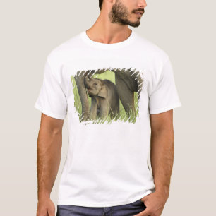 Indelefant / Asiatischer Elefant und Jungtier, Cor T-Shirt