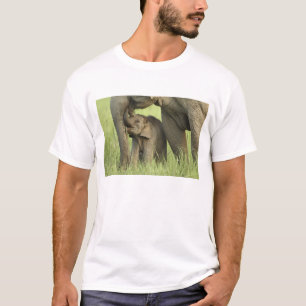 Indelefant / Asiatischer Elefant und Jungtier, Cor T-Shirt