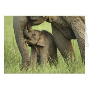Inder / Asiatischer Elefant und Jungtier, Corbett