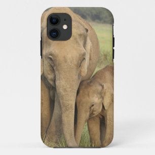 Inder / Asiatischer Elefant und Jungtier, Corbett iPhone 11 Hülle