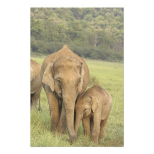 Inder / Asiatischer Elefant und Jungtier, Corbett Fotodruck