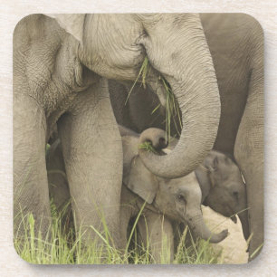 Inder / Asiatischer Elefant und Jungtier, Corbett Getränkeuntersetzer
