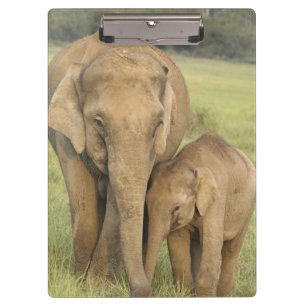 Inder / Asiatischer Elefant und Jungtier, Corbett Klemmbrett