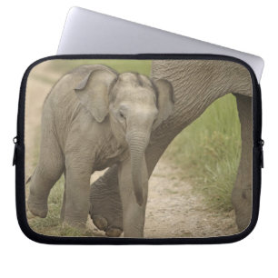 Inder / Asiatischer Elefant und Jungtier, Corbett Laptopschutzhülle