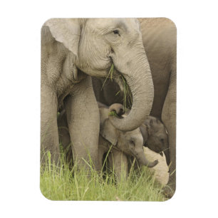 Inder / Asiatischer Elefant und Jungtier, Corbett Magnet