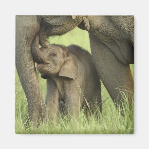 Inder / Asiatischer Elefant und Jungtier, Corbett  Magnet
