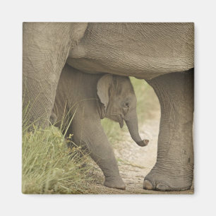 Inder / Asiatischer Elefant und Jungtier, Corbett Magnet