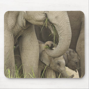 Inder / Asiatischer Elefant und Jungtier, Corbett Mousepad